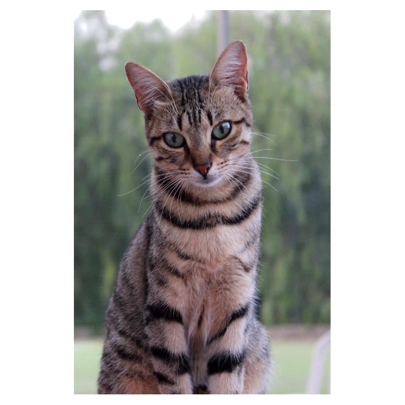 Cat Kitten