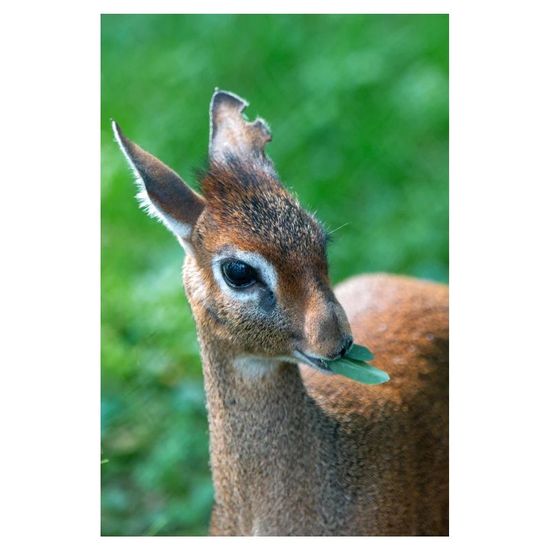 Kirk's dik-dik (in german Kirk-Dikdik Zwergrüssel