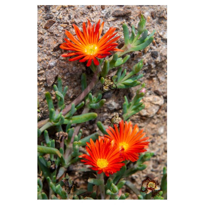 Hängende Eisblume Winterhartes Eis Delosperma