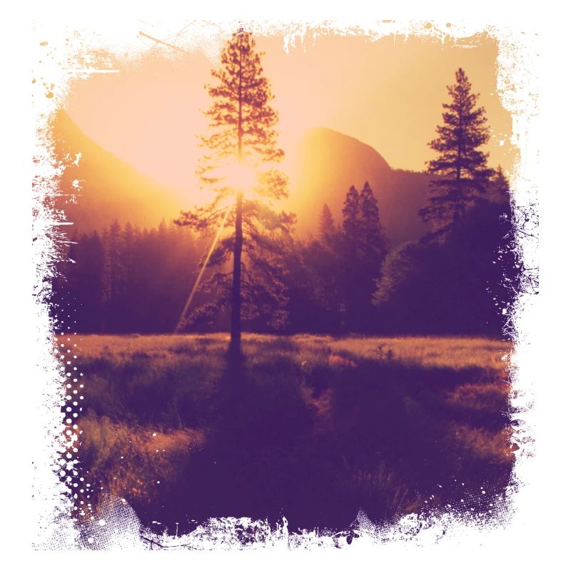 Soleil de la clairière des arbres