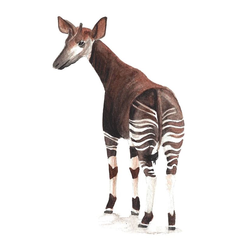 Okapi