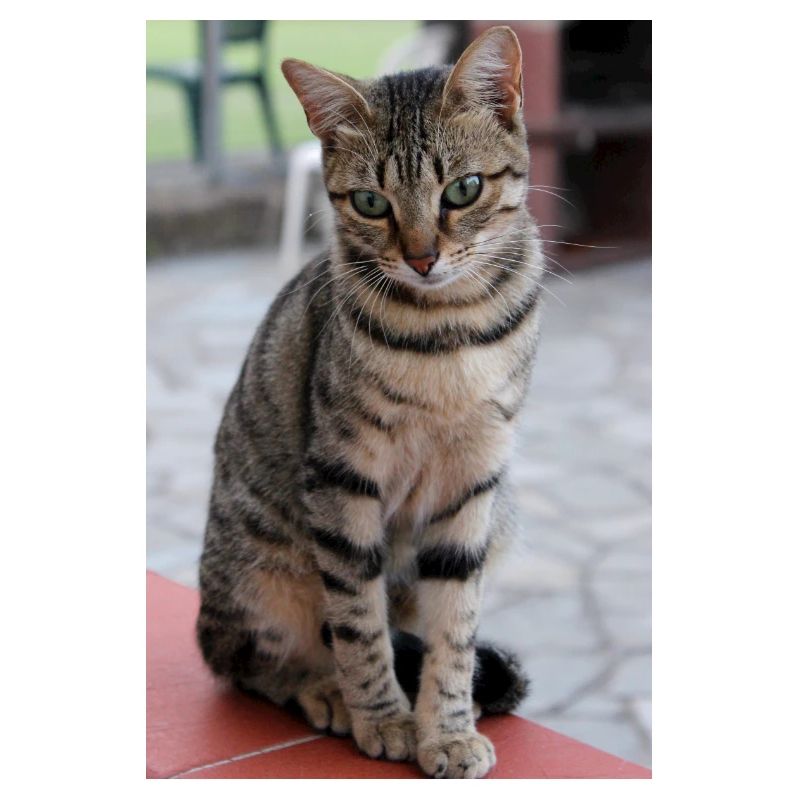 chat, chaton