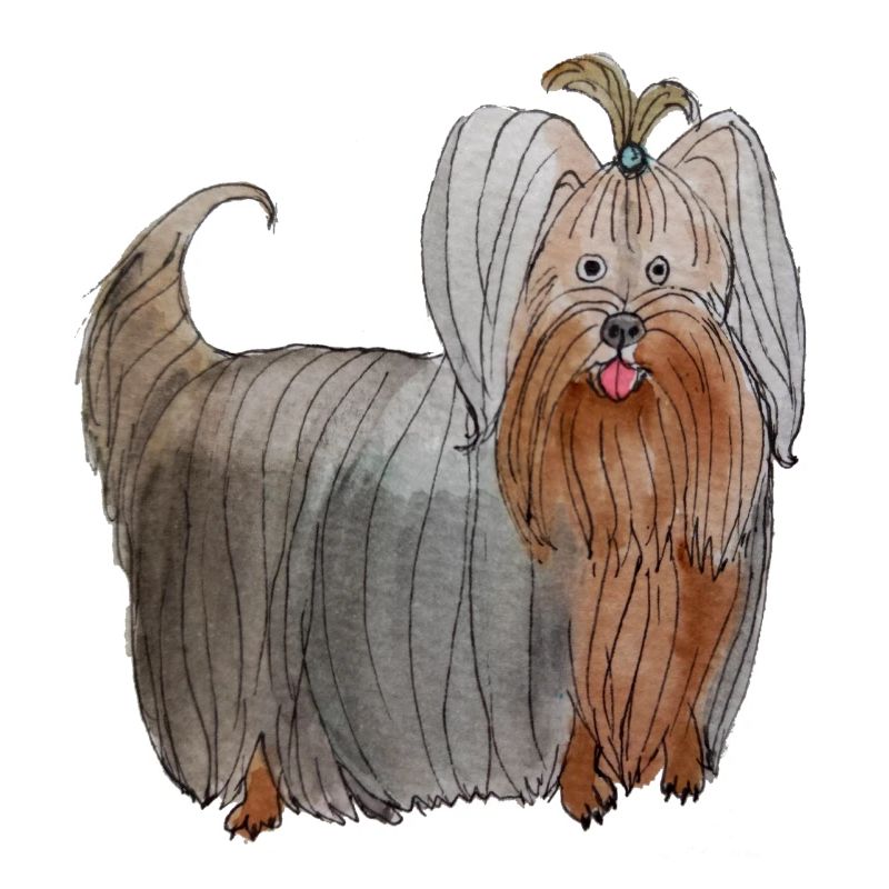 Yorkshire Terrier