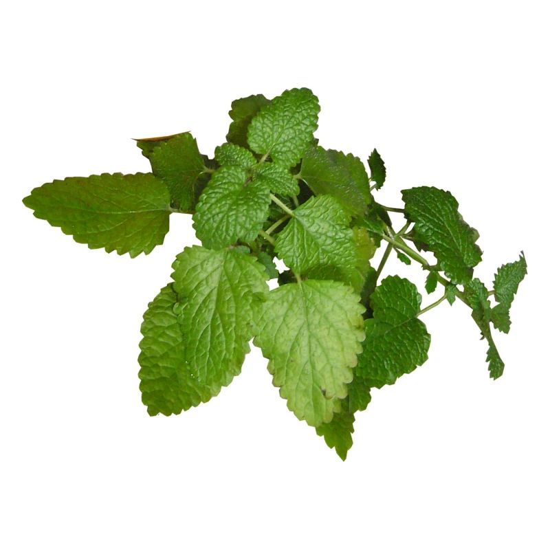 herbes thym romarin persil origan aneth