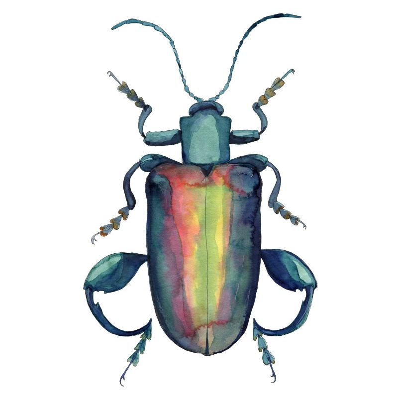 Beetle with strong thighs