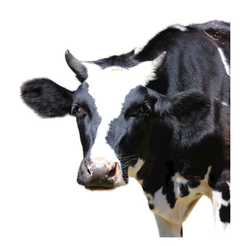 tête de vache drôle