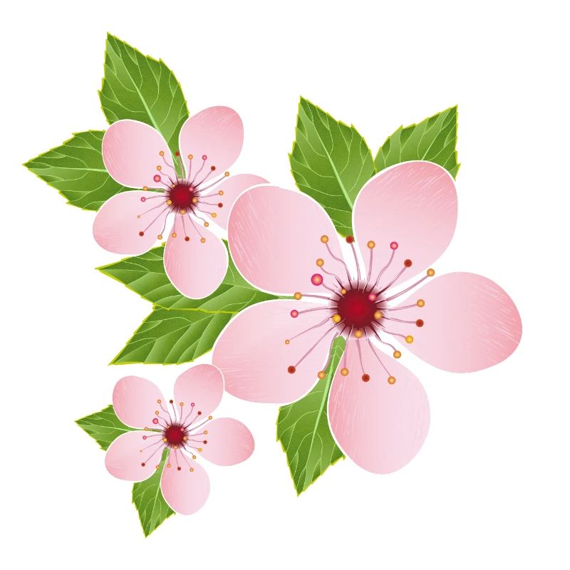 Trois fleurs de cerisier délicates avec des feuilles
