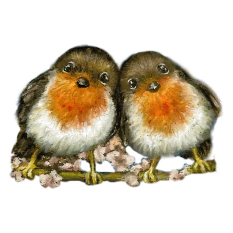 two robins