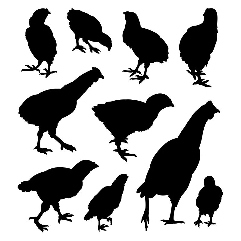 Chicken