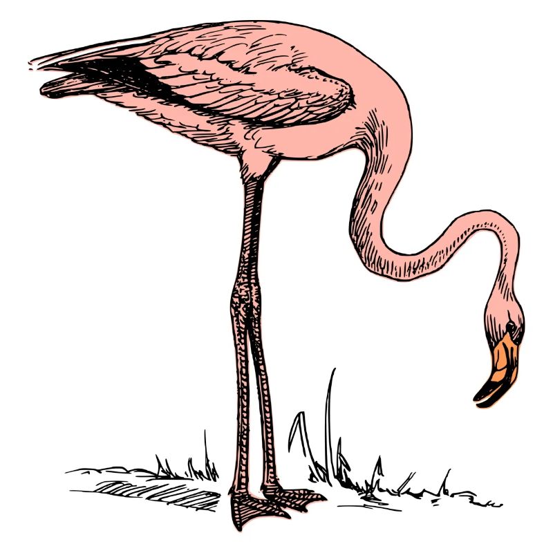 Flamant rose
