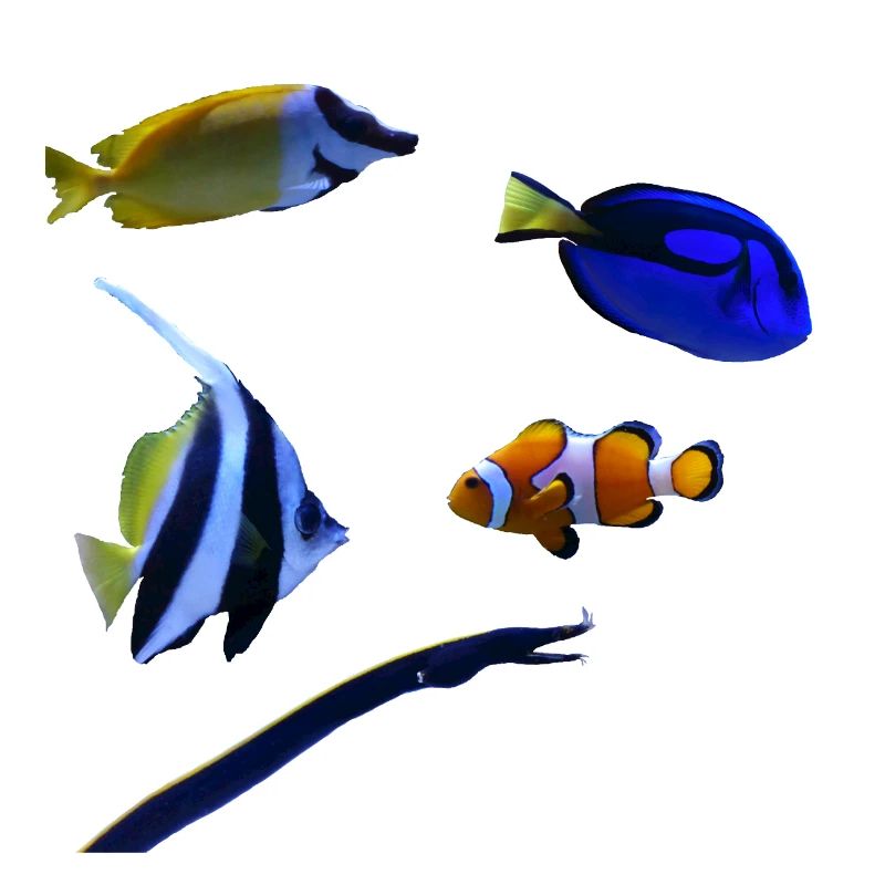 Marine fish