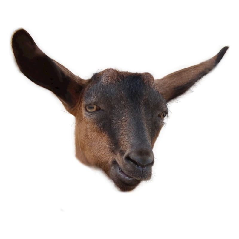 funny goat head billy goat