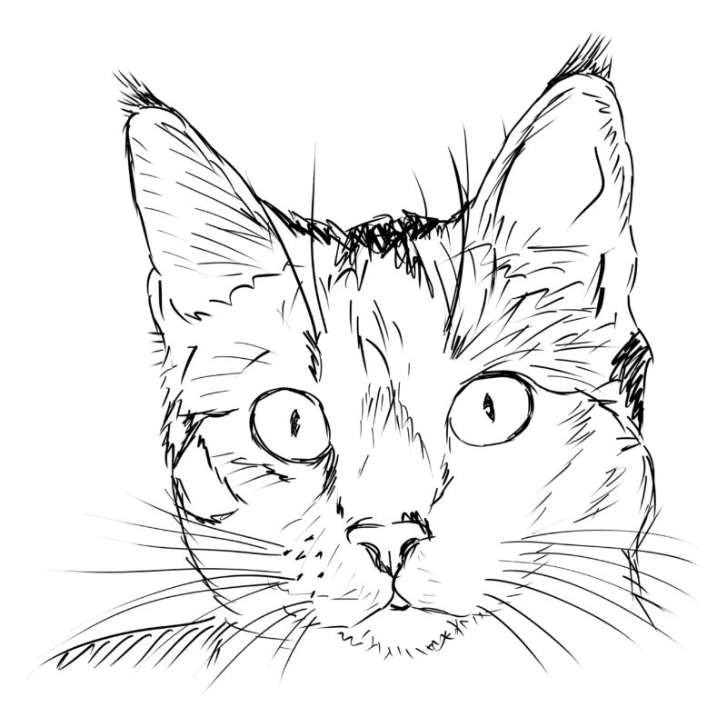 dessin de chat