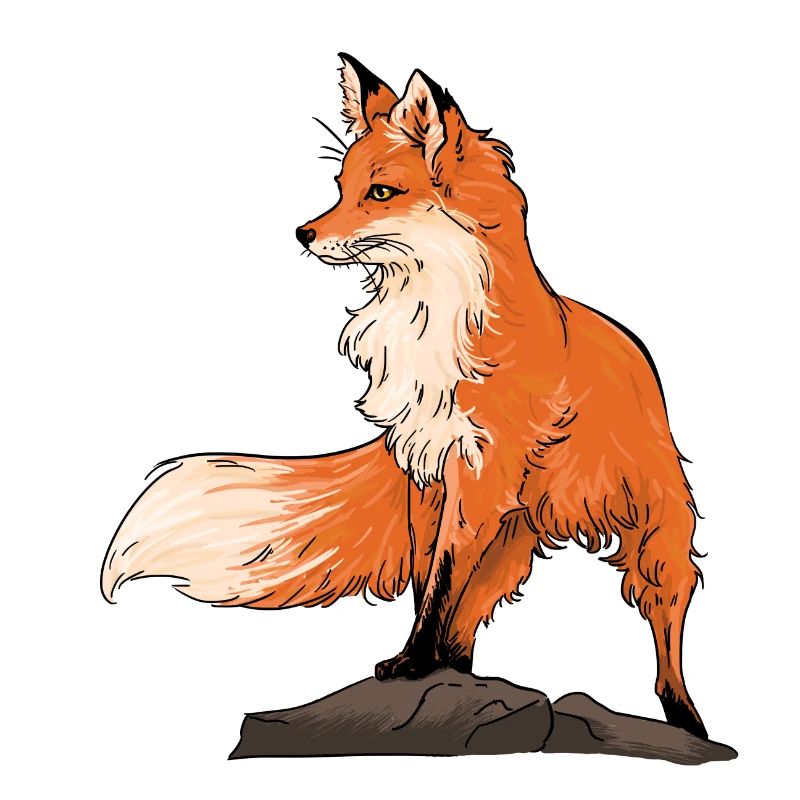 Beau renard