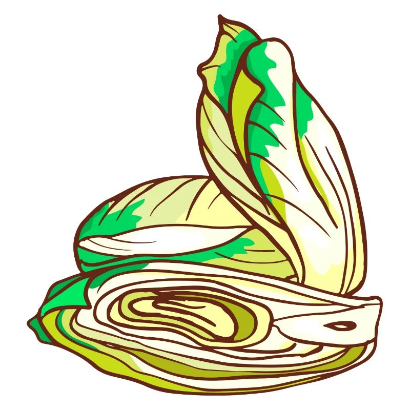 Chicorée Chicorée Salade