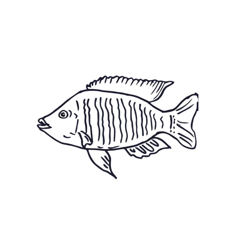 Cichlid fish Malawi