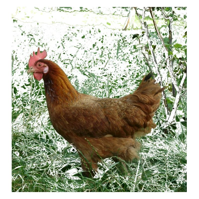 Huhn