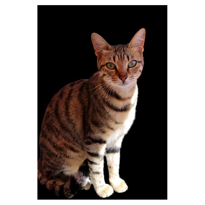 Chat chat chaton doux