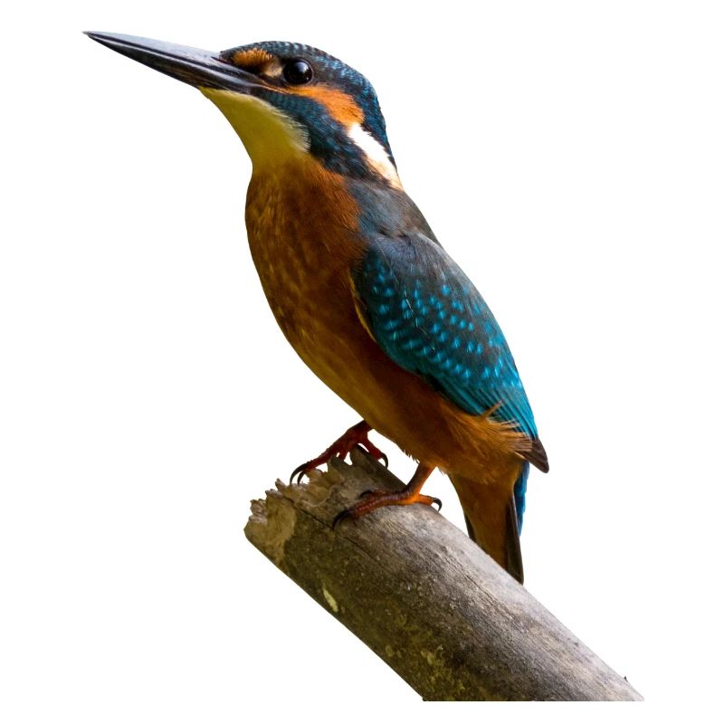 bird kingfisher woodpecker specht eisvogel