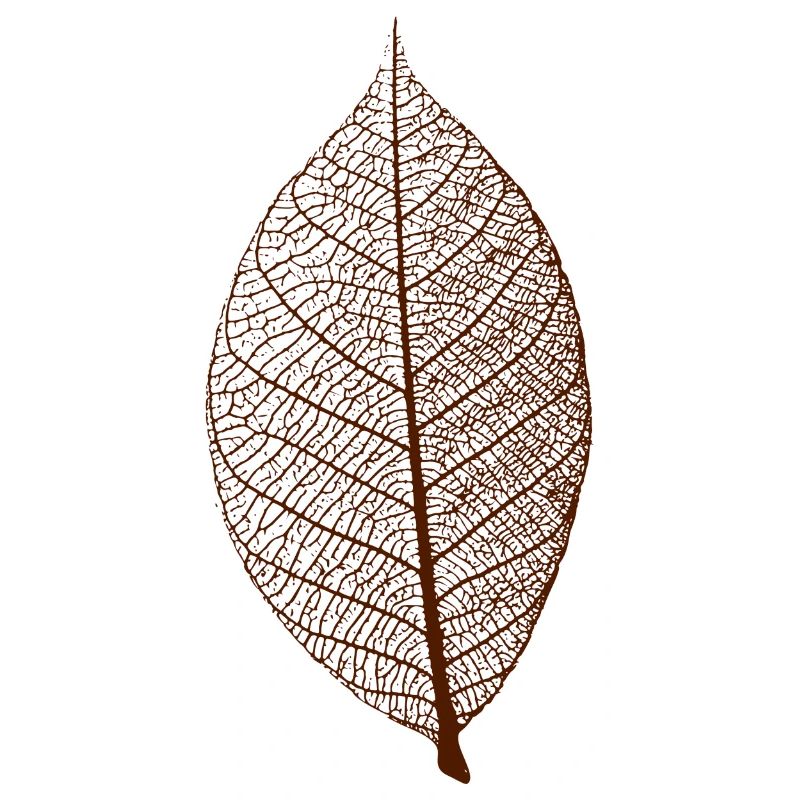 leaf tree forest skeleton pattern nerve love heart