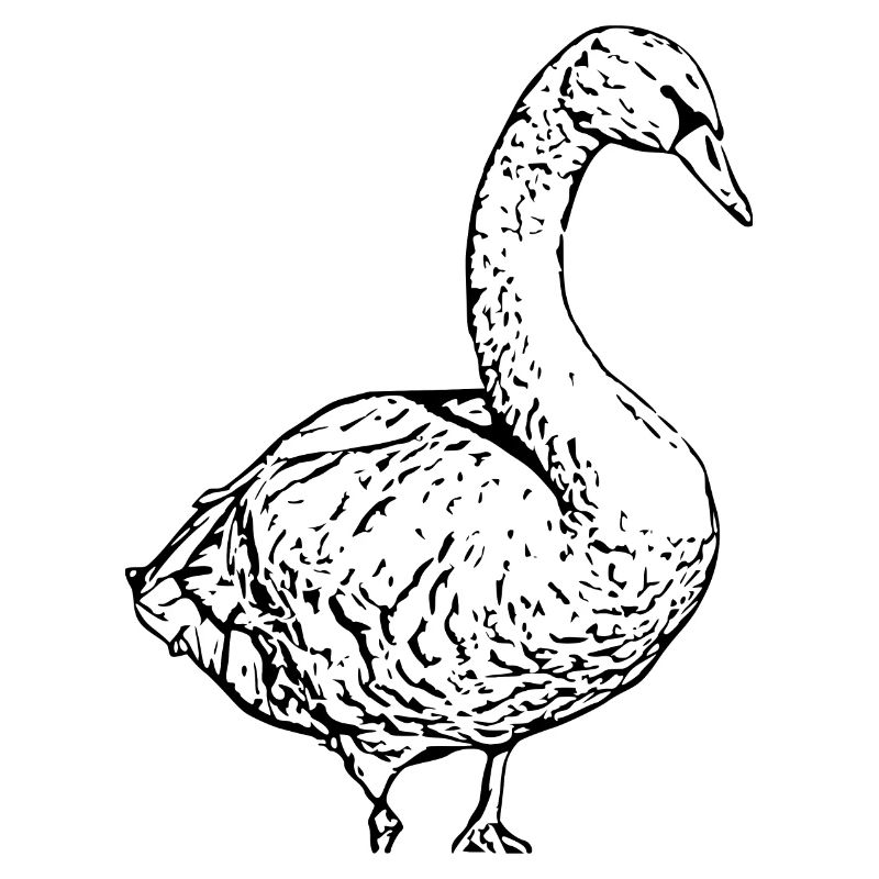 Swan Black Duck Bird Goose