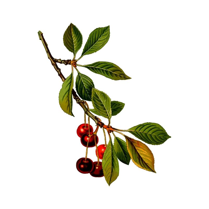 branche cerises