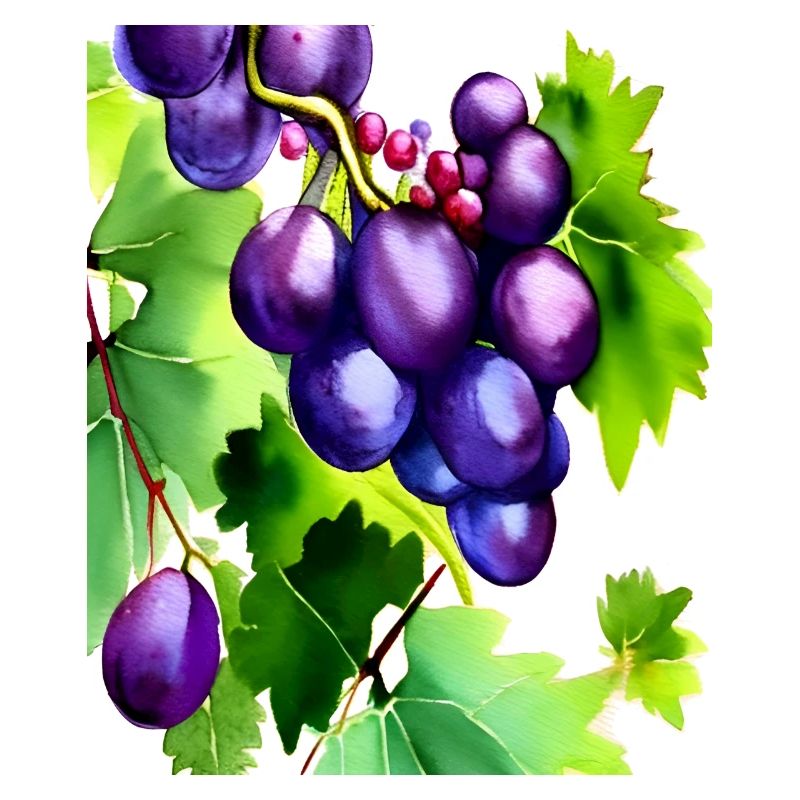 Grapes on a Vine