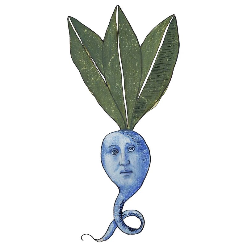 Blaue Beete
