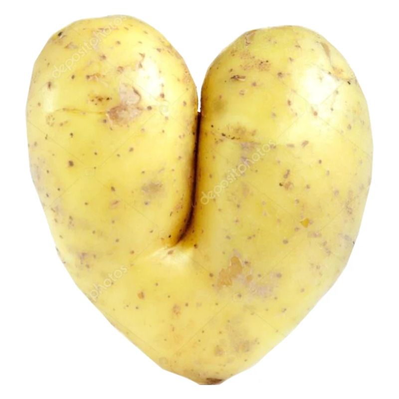 Here de pomme de terre