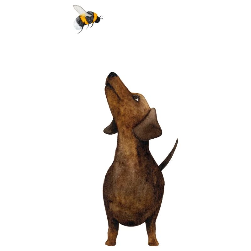 Teckel avec bourdon - le plus doux cadeau de teckel jamais !