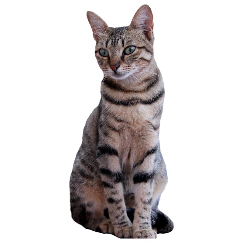 chat chats chaton doux cadeau de Noël