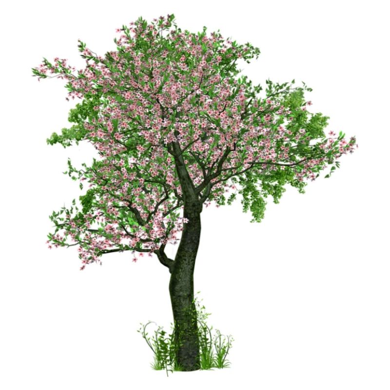 Baum im Frühling