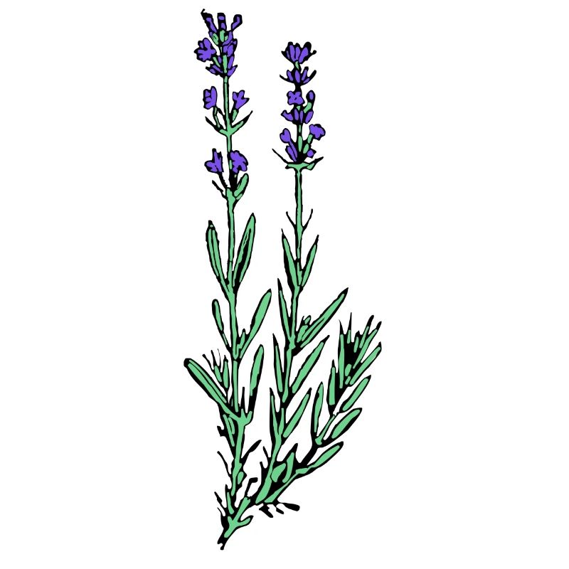 Lavendel