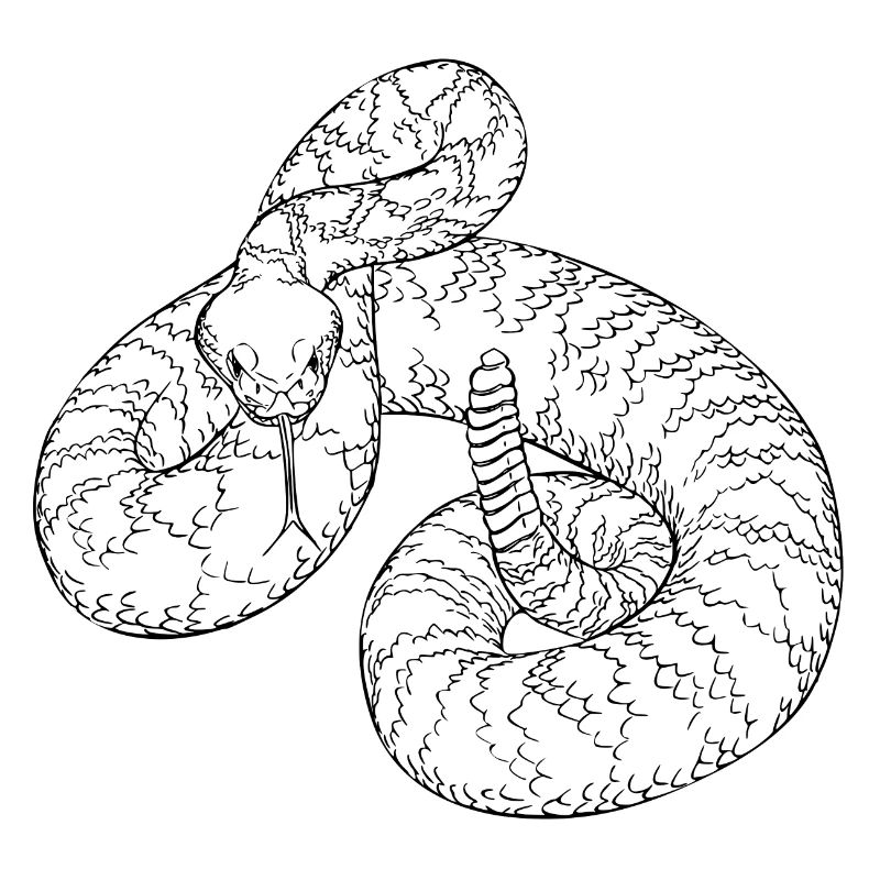 serpent à sonnette
