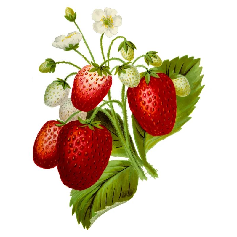 Erdbeeren Illustration
