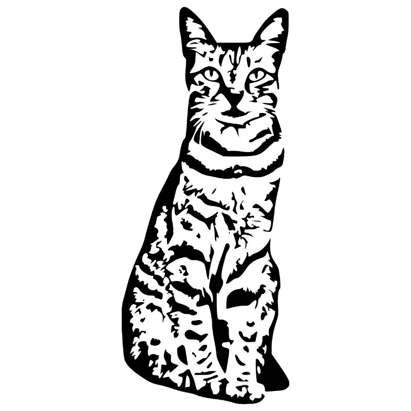 Katze Katze Schwarzes Kätzchen