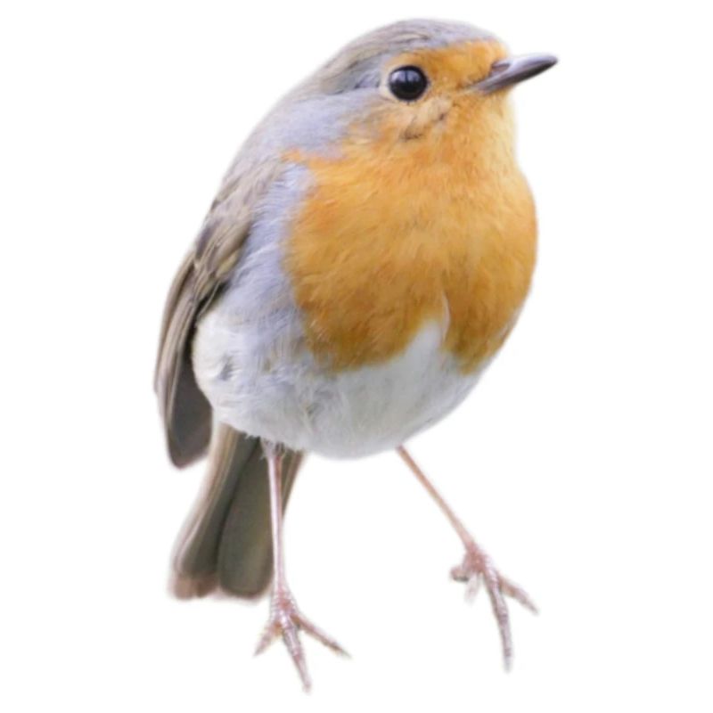 Robin Magic Cute Bird Nature Cadeau