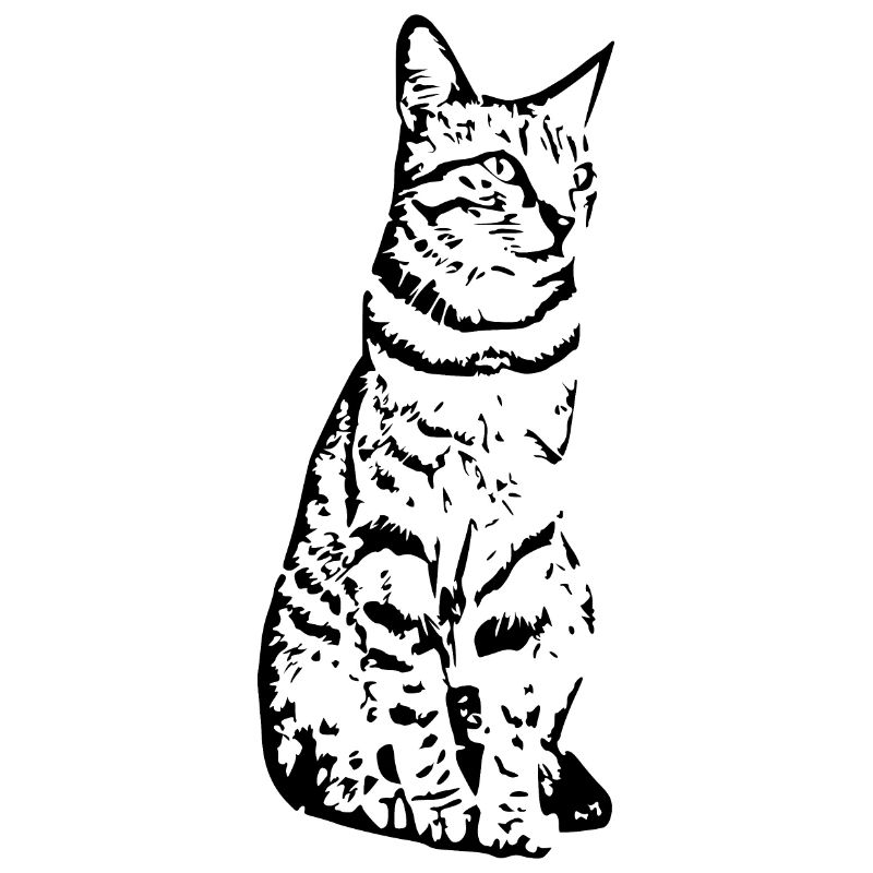 Cat black