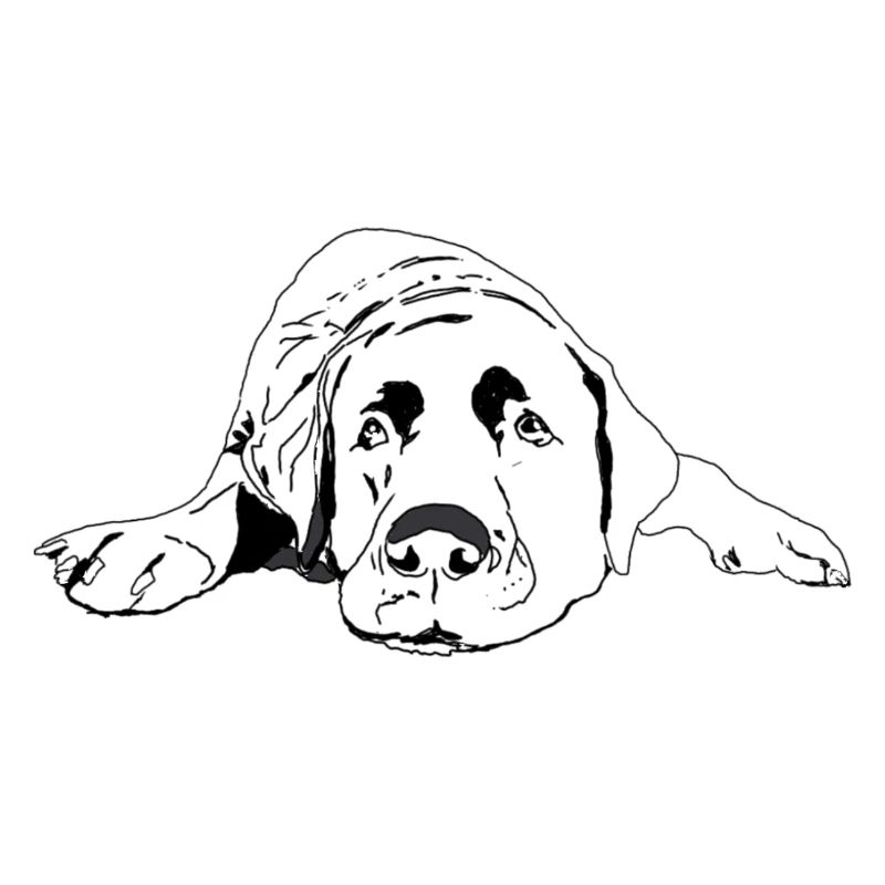 Labrador