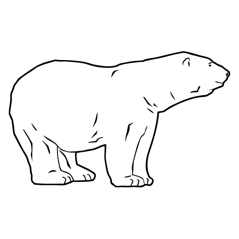 Polar Bear - Eisbär