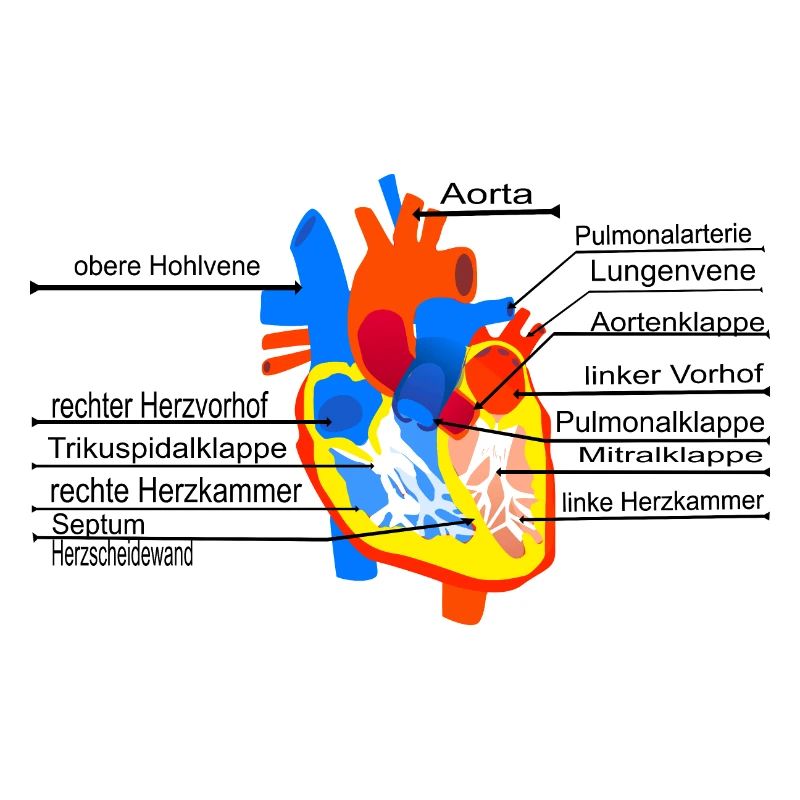 Anatomisches Herz, Cor,