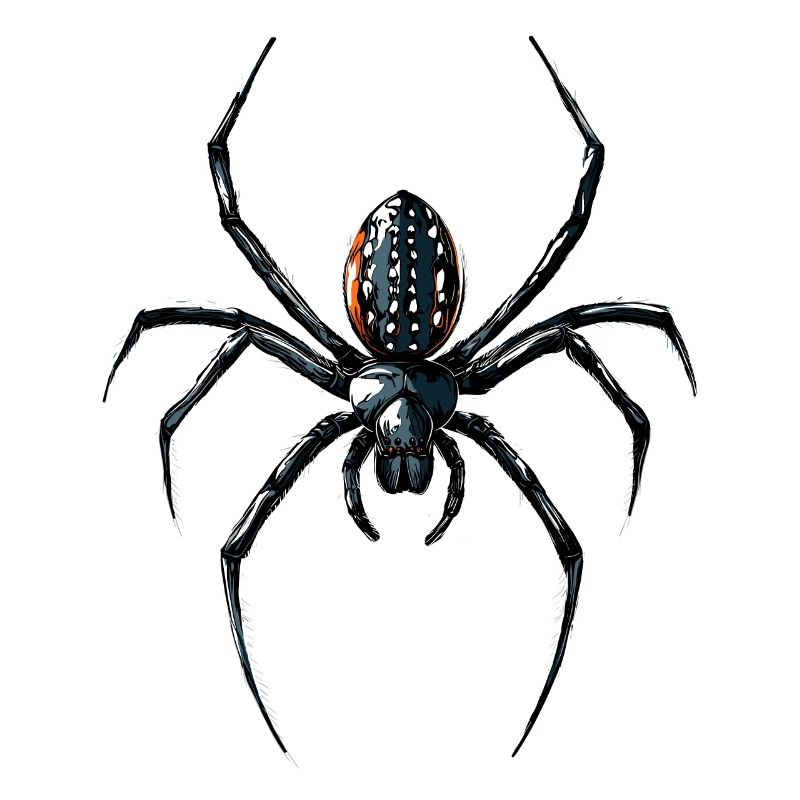 Araignée Tarentule Amour Arachnide Araignées