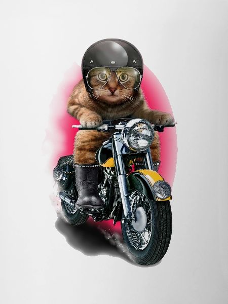 CAT RIDER
