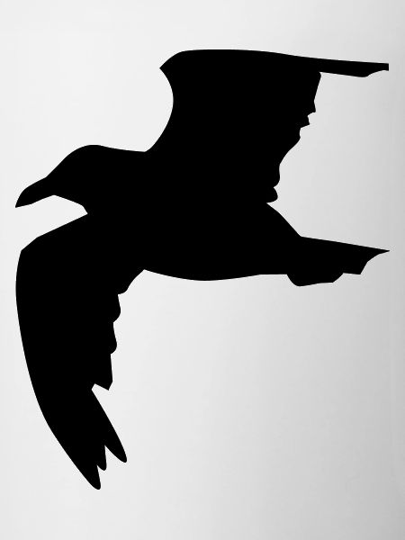 Möwe