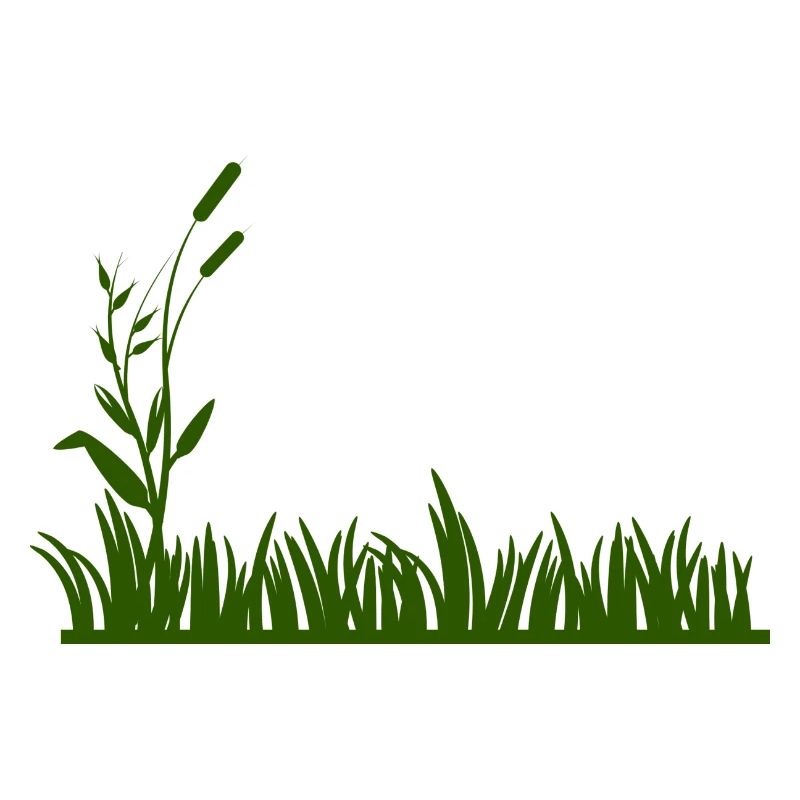 herbe