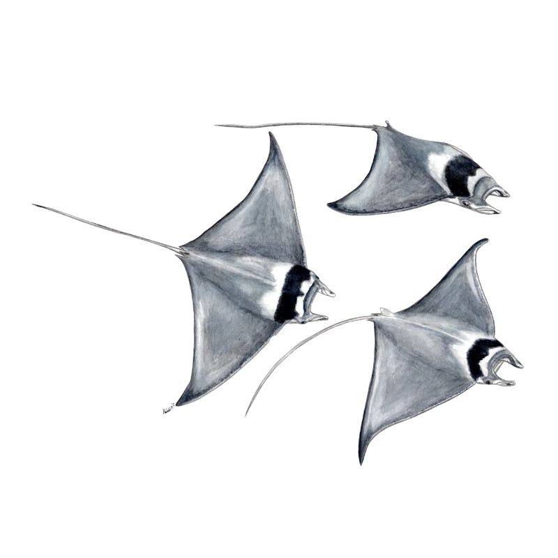 Manta ray - Raie blanket - rays devil fish blanket