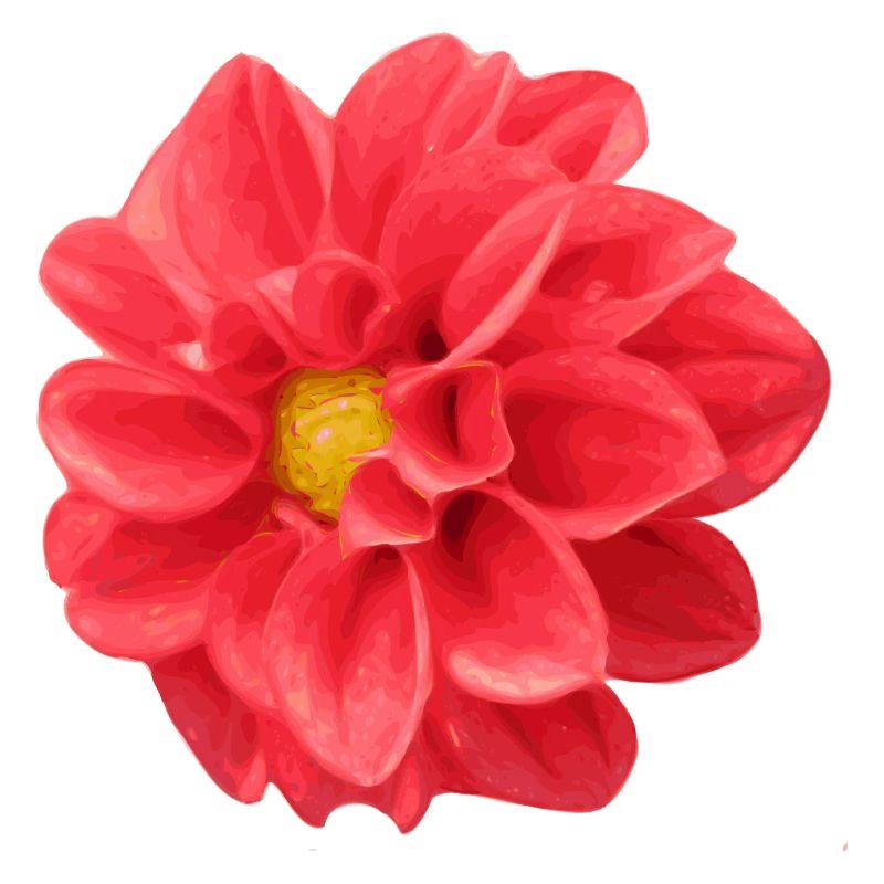 fleur