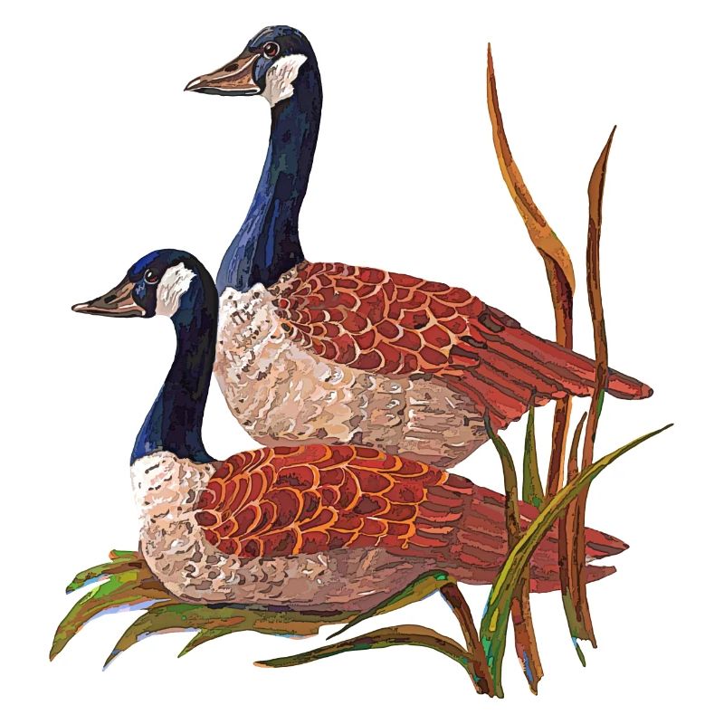 birds
