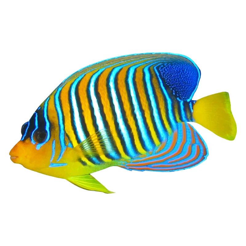 fish