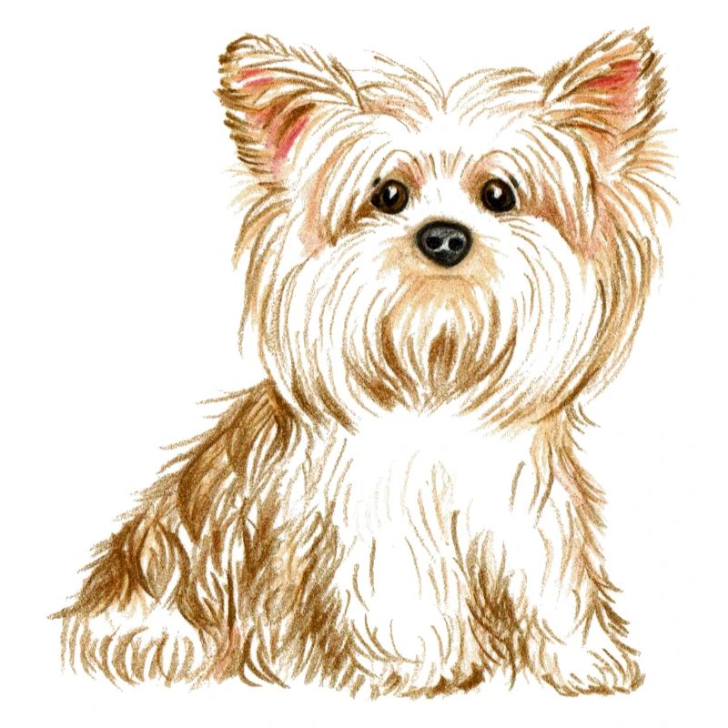 chien Yorkshire terrier - chien mignon